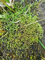 Scapania irrigua