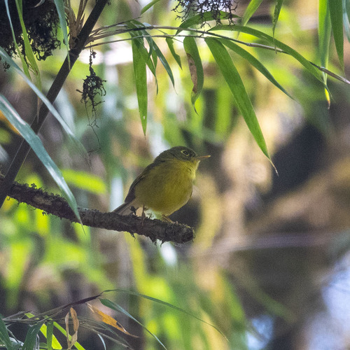 Green-crowned Warbler (Phylloscopus burkii), photo 9