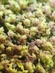 Scapania irrigua