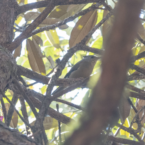 Stripe-throated Yuhina (Yuhina gularis), photo 8