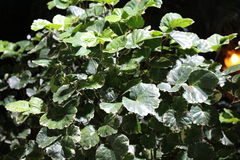 Polyscias balfouriana