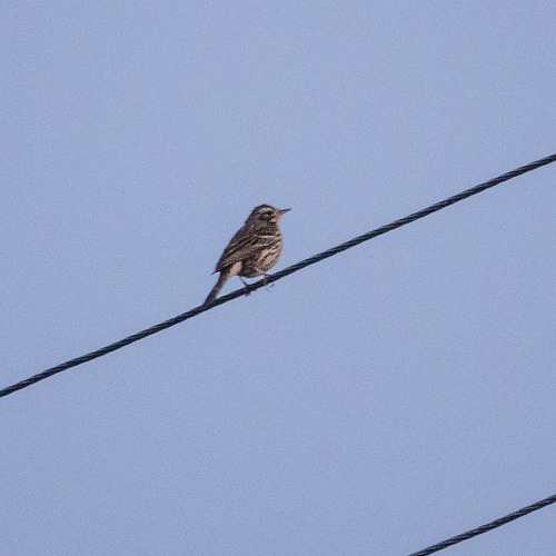 Rosy Pipit (Anthus roseatus), photo 3