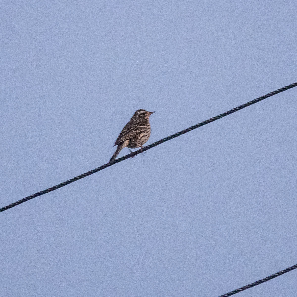Rosy Pipit illustration
