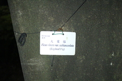 Ficus virens sublanceolata