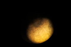 Peltigera hydrothyria