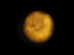 Peltigera hydrothyria