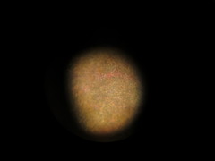 Peltigera hydrothyria