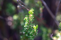 Erica intervallaris intervallaris