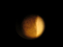 Peltigera hydrothyria