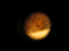 Peltigera hydrothyria