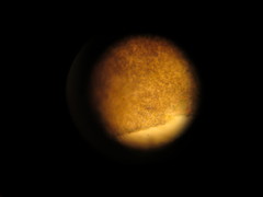 Peltigera hydrothyria