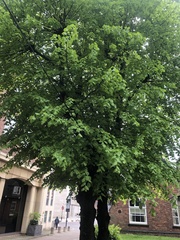 Tilia cordata