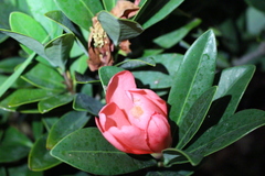 Camellia azalea