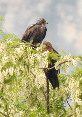Milvus migrans migrans