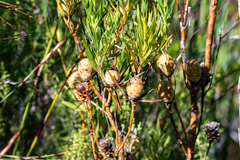 Alatosperma
