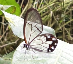 Pseudohaetera hypaesia