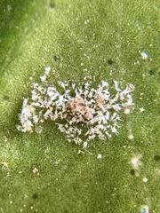 Lorryia