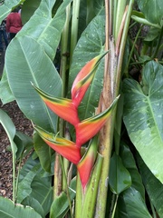 Heliconia