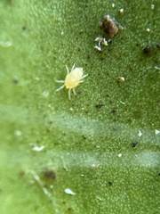 Lorryia