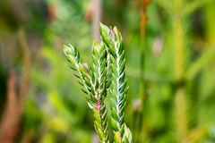 Gnidia oppositifolia