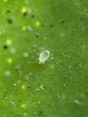 Phytoseiidae