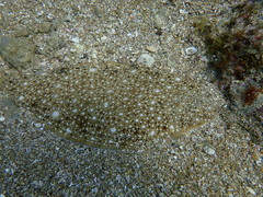 Synapturichthys kleinii