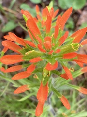 Castilleja coccinea