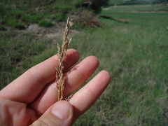 Poa arida