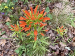 Castilleja coccinea