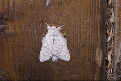 Cnethodonta grisescens