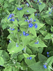 Pentaglottis sempervirens