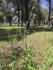 Carduus pycnocephalus