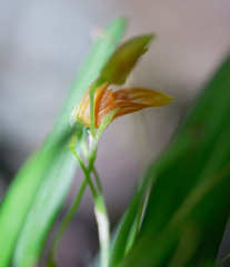 Specklinia alajuelensis
