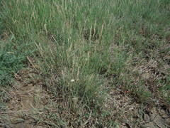 Poa arida
