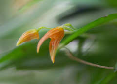 Specklinia alajuelensis
