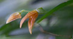 Specklinia alajuelensis