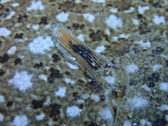 Synapturichthys kleinii