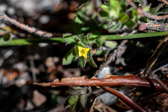 Gnidia humilis