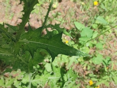 Carduus pycnocephalus