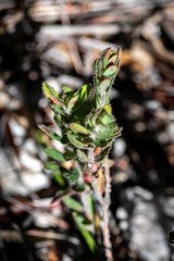 Gnidia humilis