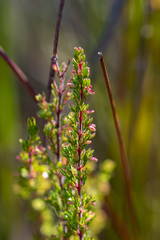 Erica intervallaris intervallaris