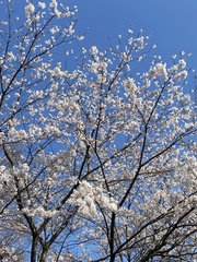 Prunus × yedoensis