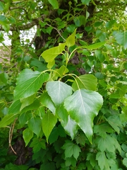 Populus nigra