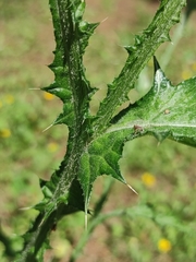 Carduus pycnocephalus