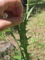 Carduus pycnocephalus