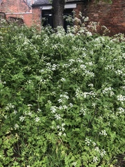 Anthriscus sylvestris