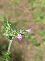 Carduus pycnocephalus
