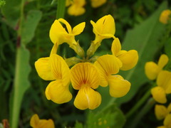Hippocrepis comosa