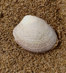 Katelysia rhytiphora