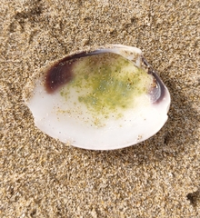 Katelysia rhytiphora